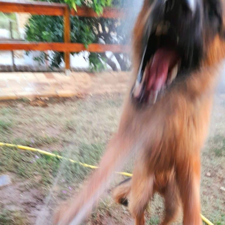 Shoooda